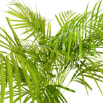 Dypsis Lutescens (Areca)