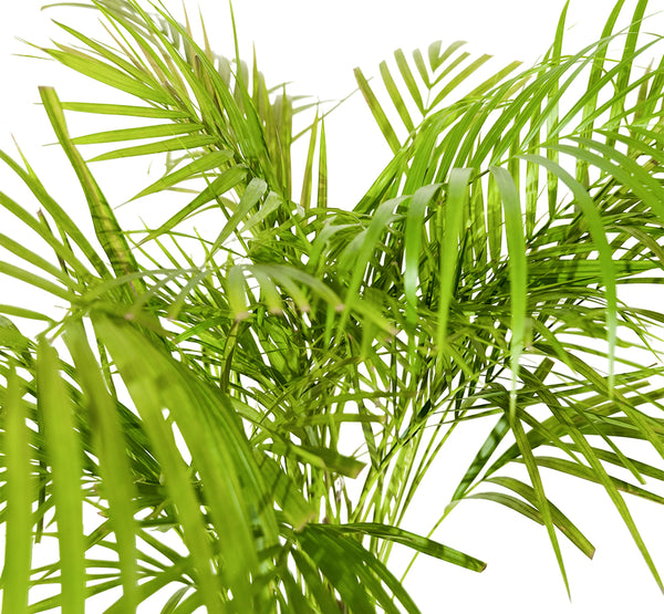 Dypsis Lutescens (Areca)