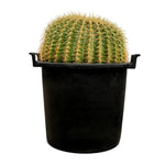 ECHINO CACTUS GRUSONIL (golden barrel bare roots) 40 cms pots - 60 cms height