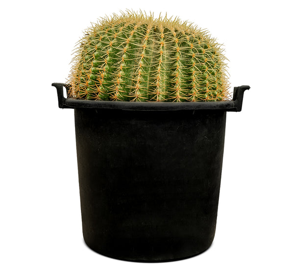 ECHINO CACTUS GRUSONIL (golden barrel bare roots) 40 cms pots - 60 cms height
