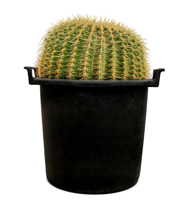 ECHINO CACTUS GRUSONIL (golden barrel bare roots) 40 cms pots - 60 cms height
