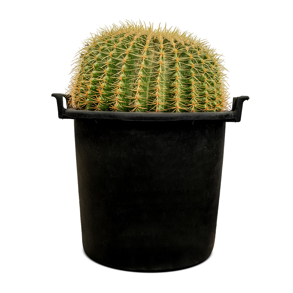 ECHINO CACTUS GRUSONIL (golden barrel bare roots) 40 cms pots - 60 cms height