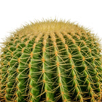 ECHINO CACTUS GRUSONIL (golden barrel bare roots) 40 cms pots - 60 cms height