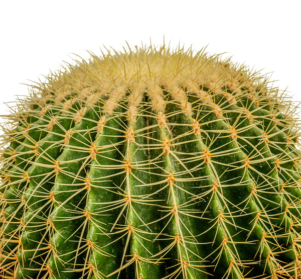 ECHINO CACTUS GRUSONIL (golden barrel bare roots) 40 cms pots - 60 cms height