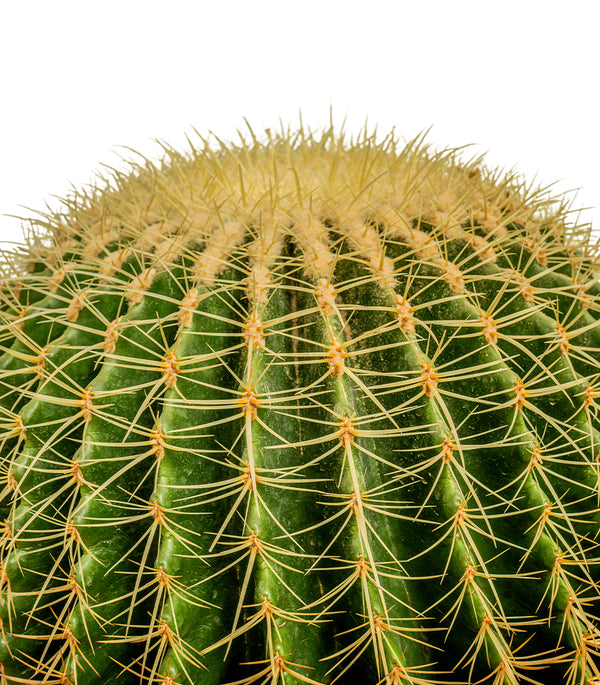 ECHINO CACTUS GRUSONIL (golden barrel bare roots) 40 cms pots - 60 cms height