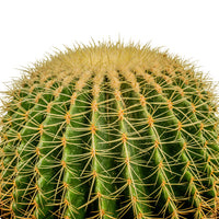 ECHINO CACTUS GRUSONIL (golden barrel bare roots) 40 cms pots - 60 cms height