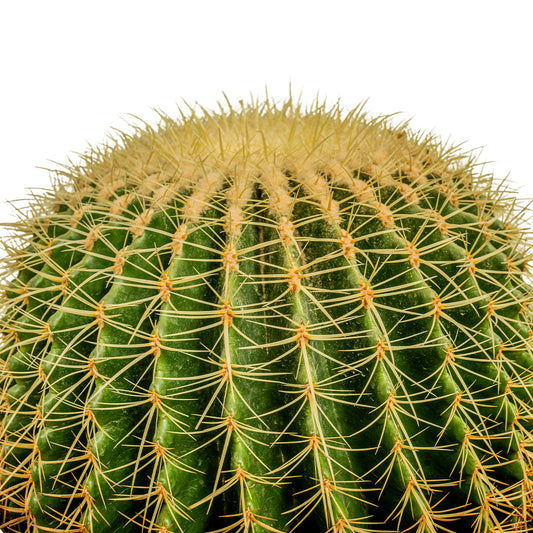 ECHINO CACTUS GRUSONIL (golden barrel bare roots) 40 cms pots - 60 cms height