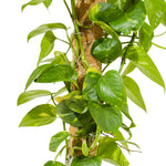 Epipremnum Pinn. Mosstick