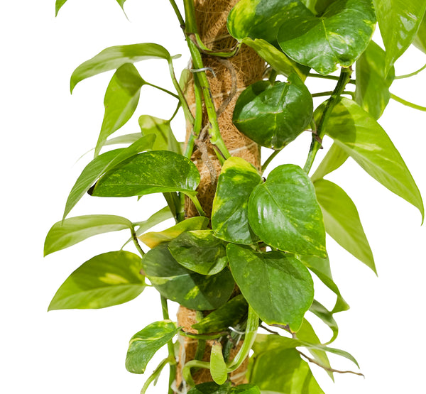 Epipremnum Pinn. Mosstick