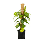 Epipremnum Pinn. Mosstick