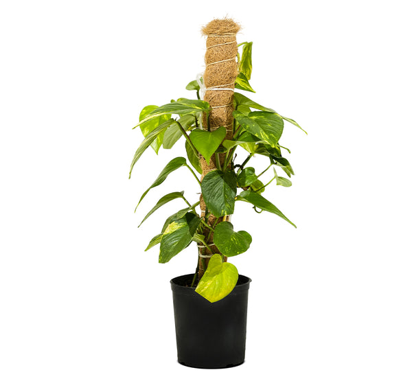 Epipremnum Pinn. Mosstick