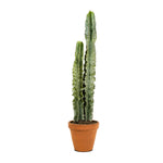 Euphorbia Abyssinica Euphorbia Eritrea