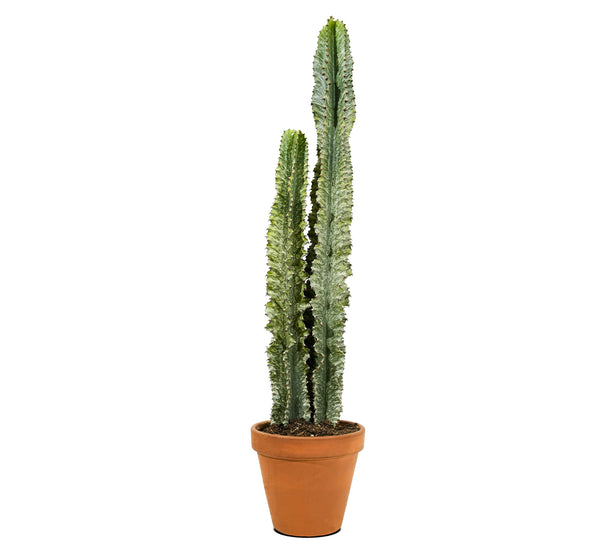 Euphorbia Abyssinica Euphorbia Eritrea