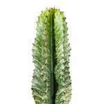 Euphorbia Abyssinica Euphorbia Eritrea