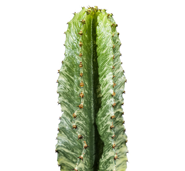 Euphorbia Abyssinica Euphorbia Eritrea