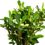 Euphorbi grandiflora