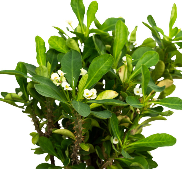 Euphorbi grandiflora