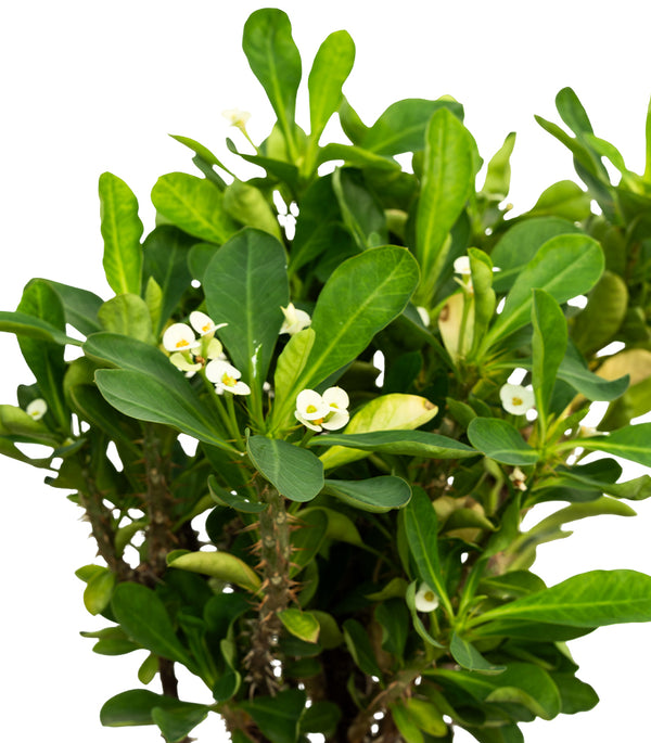 Euphorbi grandiflora