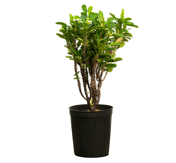 Euphorbi grandiflora