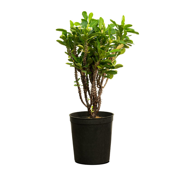 Euphorbia Grandiflora