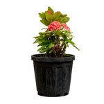 Euphorbia milli cristata