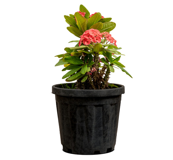 Euphorbia milli cristata