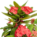 Euphorbia milli cristata