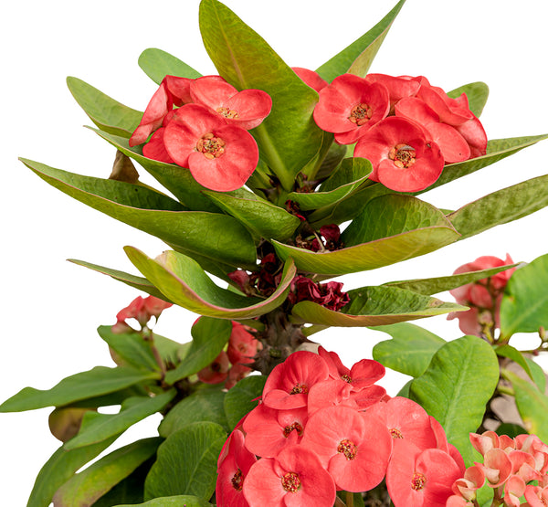 Euphorbia milli cristata