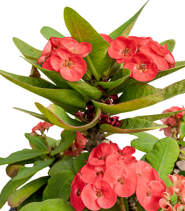 Euphorbia milli cristata