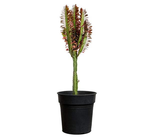 Euphorbia Trigona