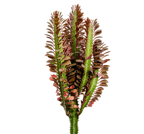 Euphorbia Trigona
