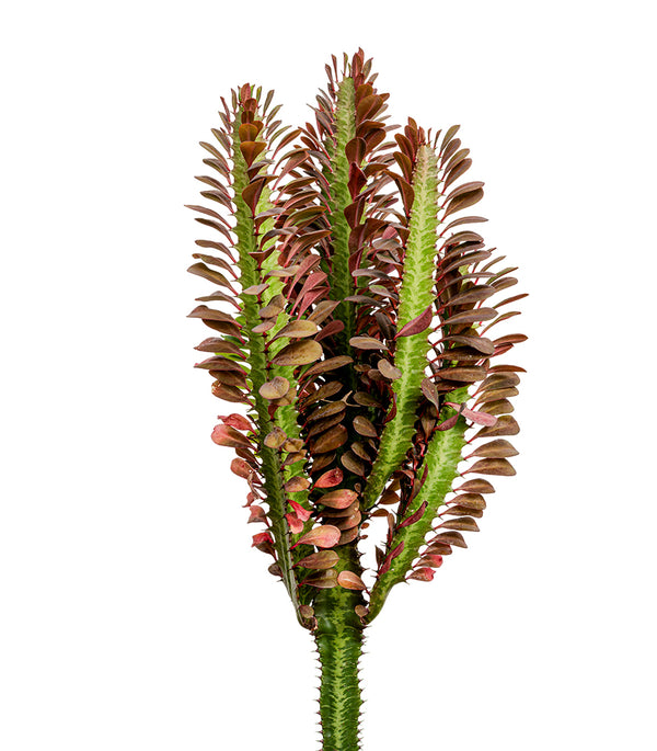 Euphorbia Trigona