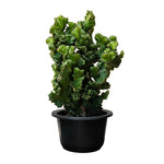 Euphorbia Lactea Cristata