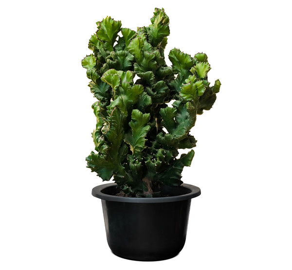 Euphorbia Lactea Cristata