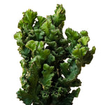 Euphorbia Lactea Cristata