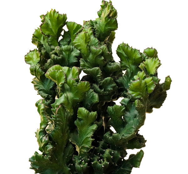Euphorbia Lactea Cristata