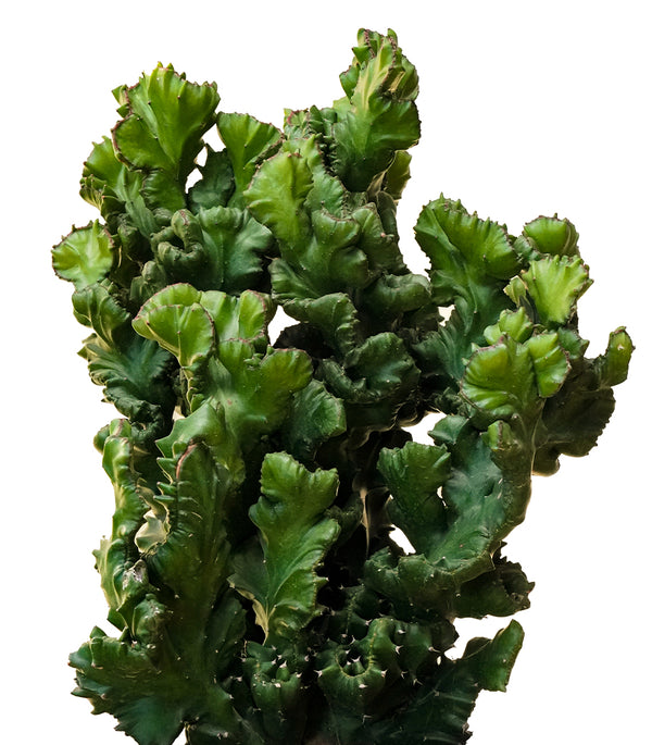 Euphorbia Lactea Cristata