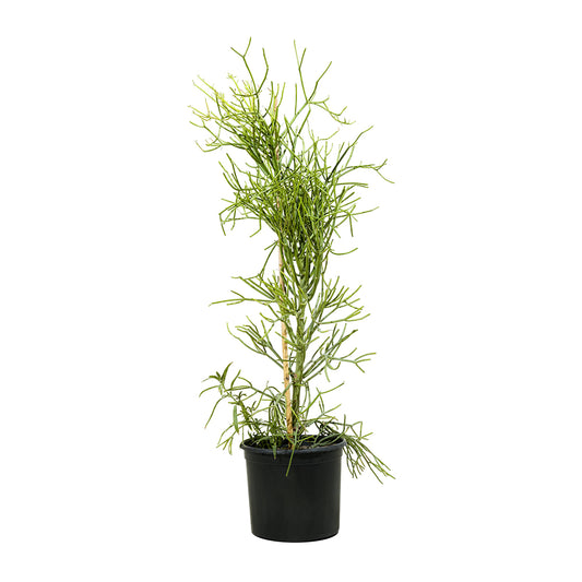 Euphorbia Triculii 25 cms pots - 80 cms height