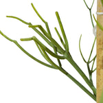 Euphorbia Triculii 25 cms pots - 80 cms height