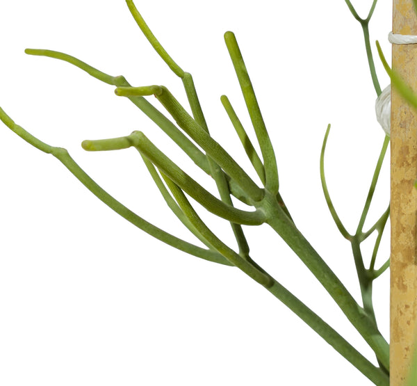 Euphorbia Triculii  50 cms pots - 1.3 mtrs height