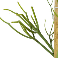 Euphorbia Triculii 25 cms pots - 80 cms height