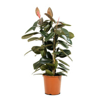 Ficus Elastica Multi Stems