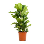 Ficus Lyrata - 3pp 35 cm pots