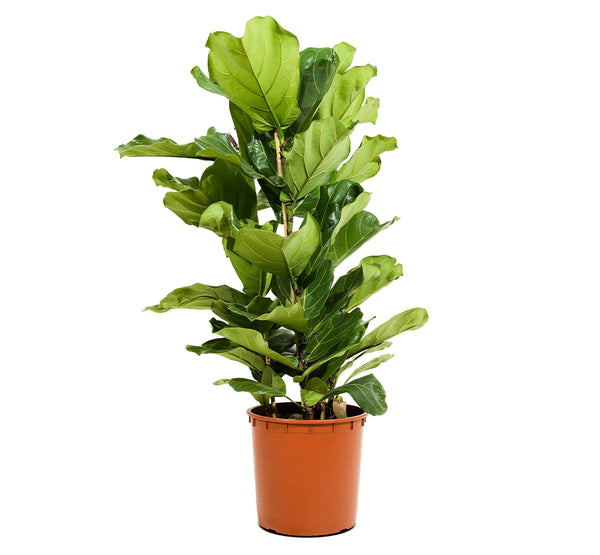 Ficus Lyrata - 3pp 35 cm pots