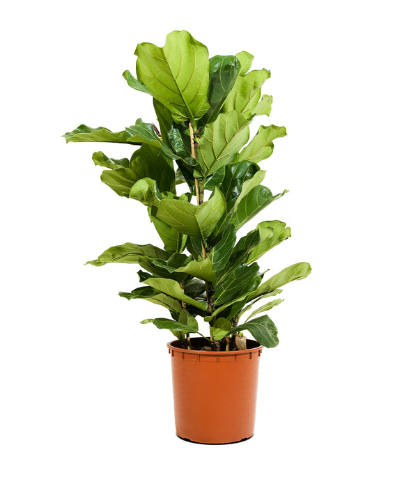 Ficus Lyrata - 3pp 35 cm pots