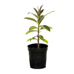 Ficus Melany 14 cms pots - 23  cms height