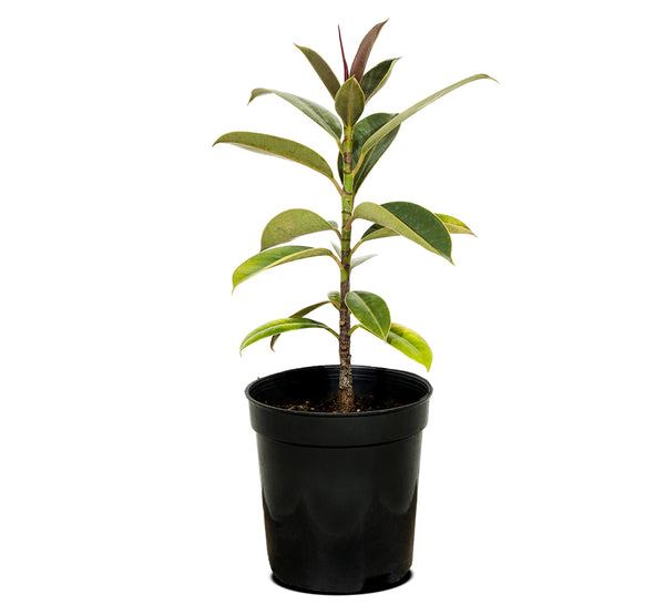 Ficus Melany 14 cms pots - 23  cms height