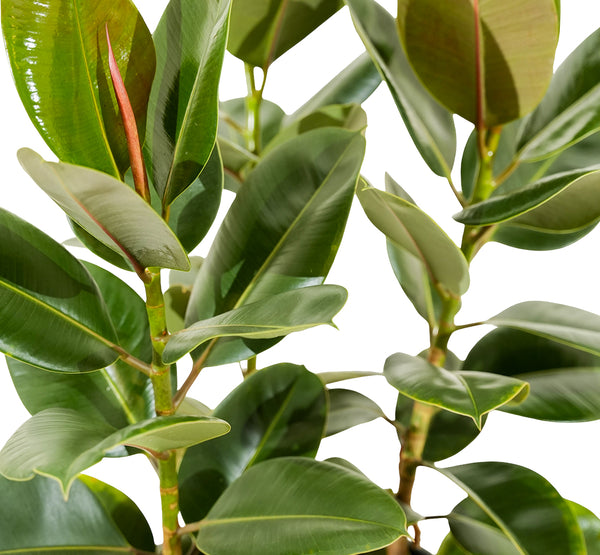 Ficus Elastica Abidjan 3PP