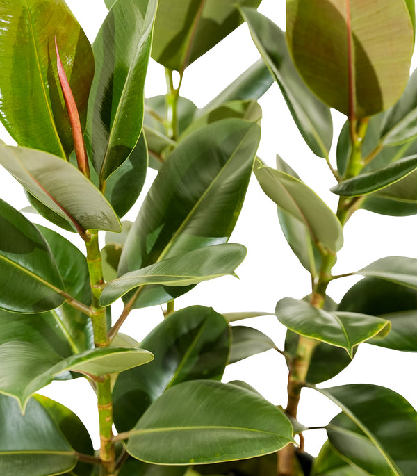 Ficus Elastica Abidjan 3PP