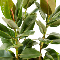 Ficus Elastica Multi Stems